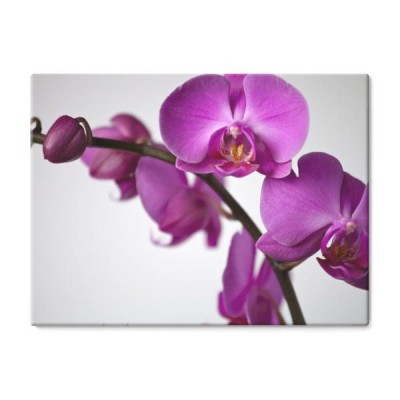 kwiat-orchidei