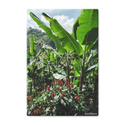 zadziwiajacy-krajobraz-w-pelni-bananowi-drzewa-i-kwiaty-w-wsi-salento-kolumbia