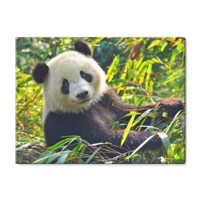 panda-wielka-na-drzewie