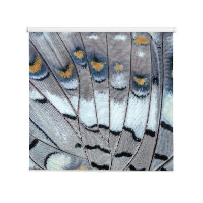 black-rajah-charaxes-solon-sulphureus-jordan-1900-butterfly-skrzydla-skrzydla-motyla-szczegolow-tekstury-tla