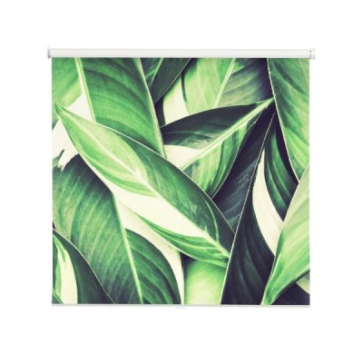 tropikalne-liscie-variegata