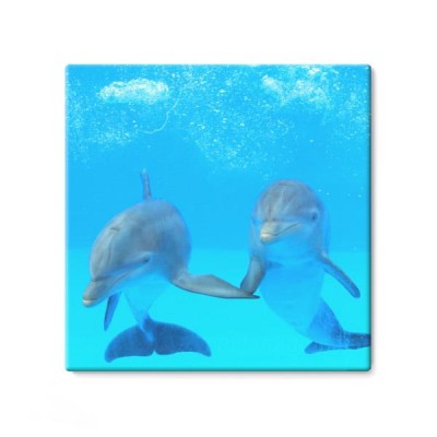 dwa-delfiny-w-wodzie
