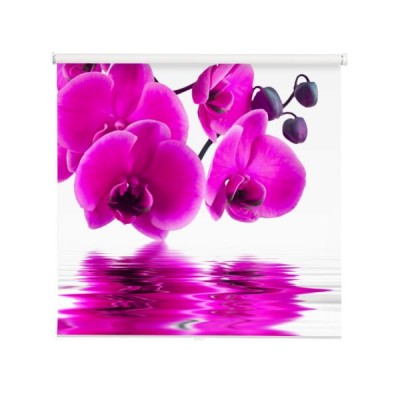 rozowa-orchidea-nad-woda