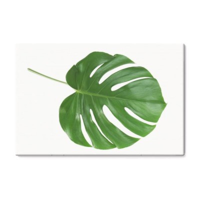 lisc-monstera-na-bialym-tle