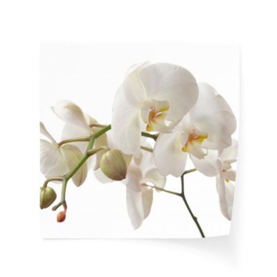 biala-orchidea