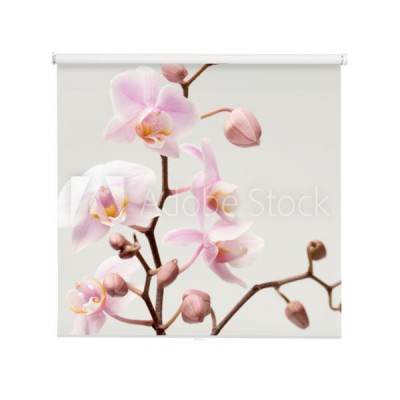 kwiat-orchidea