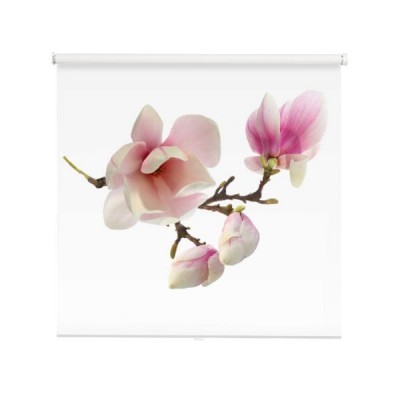 drzewo-magnolii