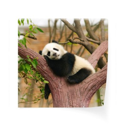 spiaca-mloda-panda