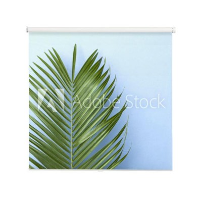 tropikalny-drzewko-palmowe-lisc-na-pastelowym-blekitnym-tle
