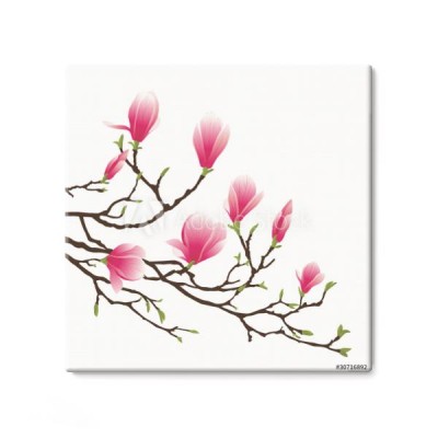 drzewo-magnolii