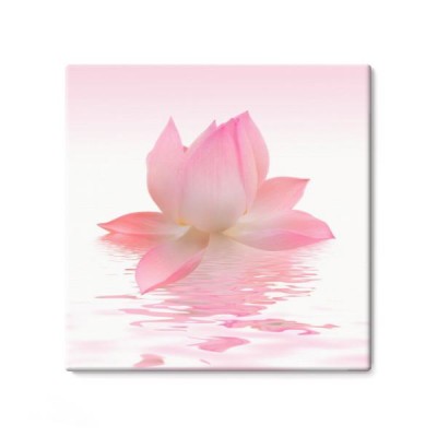 kwiat-lotosu-na-wodzie
