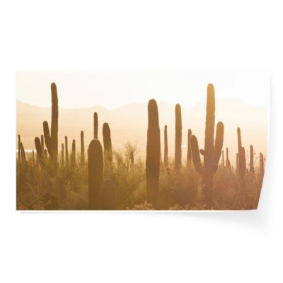 park-narodowy-saguaro