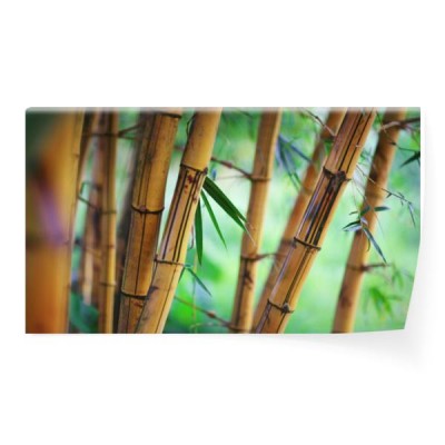 bambusowe-tyczki