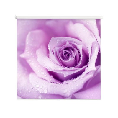 fioletowa-roza