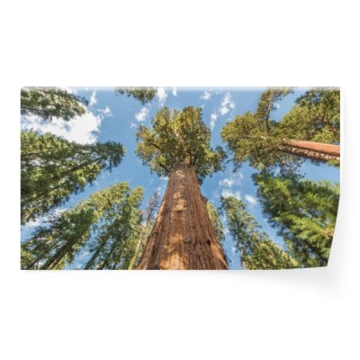 ogromne-drzewa-w-parku-narodowym-sekwoi-kalifornia-usa