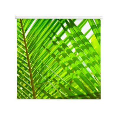 lisci-palmowych-makro-zielone-liscie-tlo
