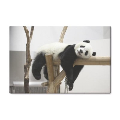 odpoczywajaca-panda