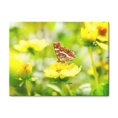 piekny-motyl-na-zoltym-kwiacie-araschnia-levana