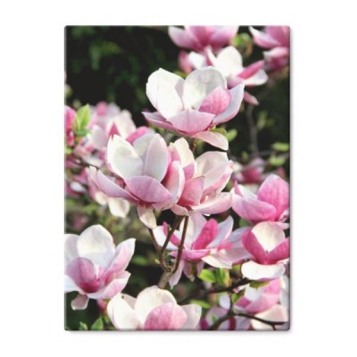 rozkwitajaca-magnolia