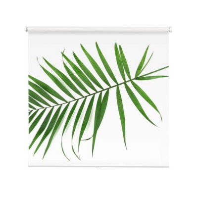 zielony-lisc-drzewko-palmowe-odizolowywajacy-na-bielu-howea