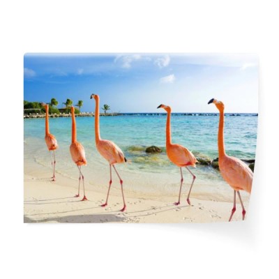 flamingo-na-plazy-wyspa-aruba