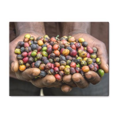 ziarna-dojrzalej-kawy-w-dloniach-osoby-wschodnia-afryka-plantacja-kawy-doskonala-ilustracja