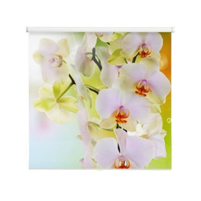 piekny-kwiat-japonska-orchidea