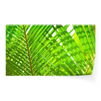 lisci-palmowych-makro-zielone-liscie-tlo