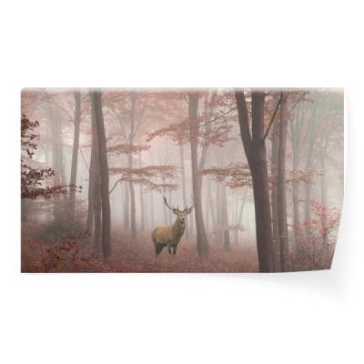 piekny-wizerunek-jelenia-podczas-mglistej-jesieni-w-kolorowym-lesie