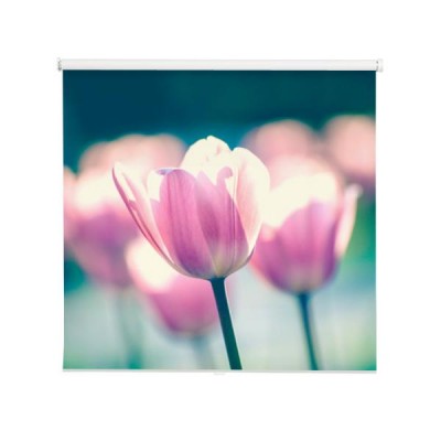 rozowe-tulipany