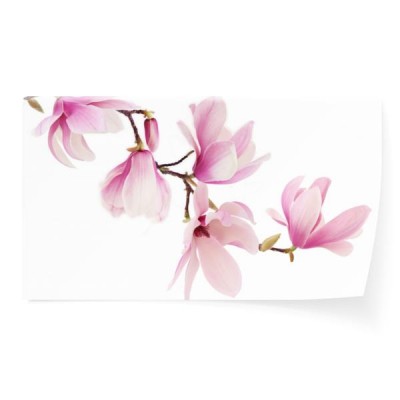 galaz-z-magnoliami