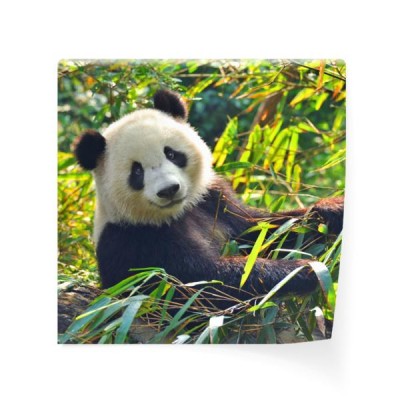 panda-wielka-na-drzewie