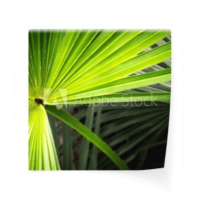 chinski-fan-palmowy-rozprzestrzeniac-lisc
