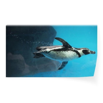 zblizenie-pingwinu-plywac-podwodny