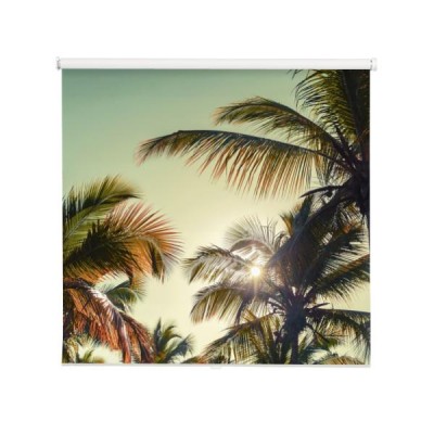 palmy-kokosowe