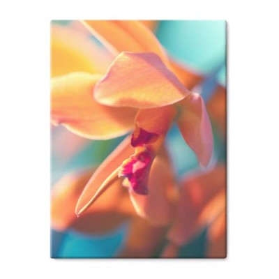 zdjecie-makro-orchidei