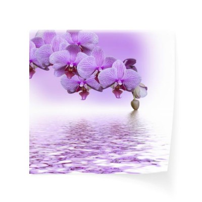 kwiat-orchidei-nad-woda
