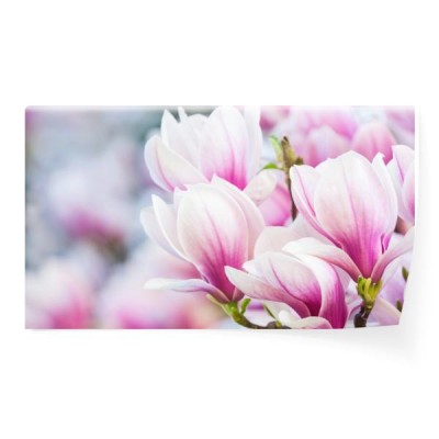 rozowa-magnolia