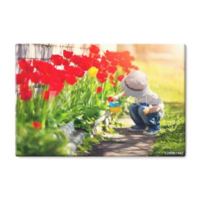 male-dziecko-podlewajace-czerwone-tulipany