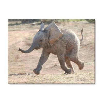 biegnace-sloniatko