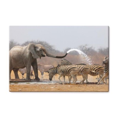 slon-oblewa-zebry