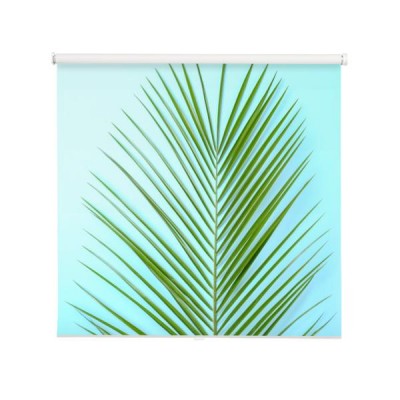 swiezy-tropikalny-daktylowy-palmowy-lisc-na-koloru-tle-odgorny-widok