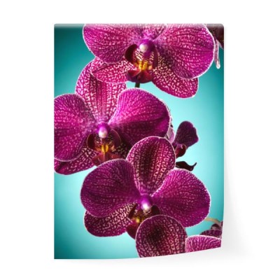fioletowa-orchidea