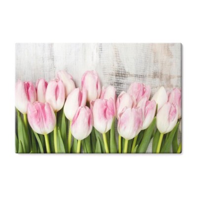 bialo-rozowe-tulipany