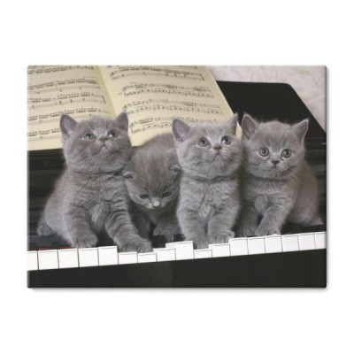 cztery-brytyjskie-kotki-na-fortepianie