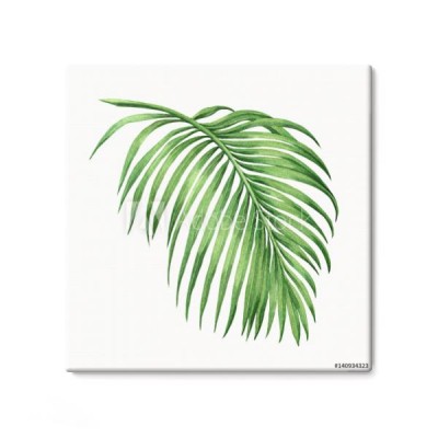 akwarela-maluje-palmowego-lisc-zielony-urlop-odizolowywajacy-na-bialym-tle-akwarele-recznie-malowane-ilustracja-coconut-lisc