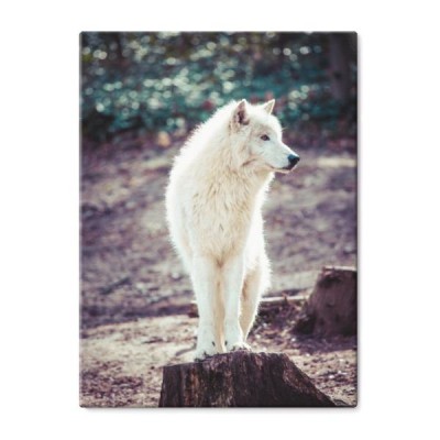 bialy-arktyczny-wilk