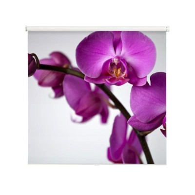 kwiat-orchidei