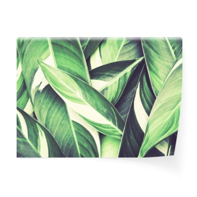tropikalne-liscie-variegata