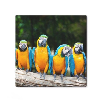 kolorowe-papugi-ara-siedzace-na-drzewie